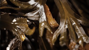 Hands holding seaweed