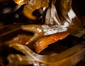 Perfect Harmony, Special Offer