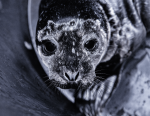 Meet Quince, Rescued Harbour Seal Pup